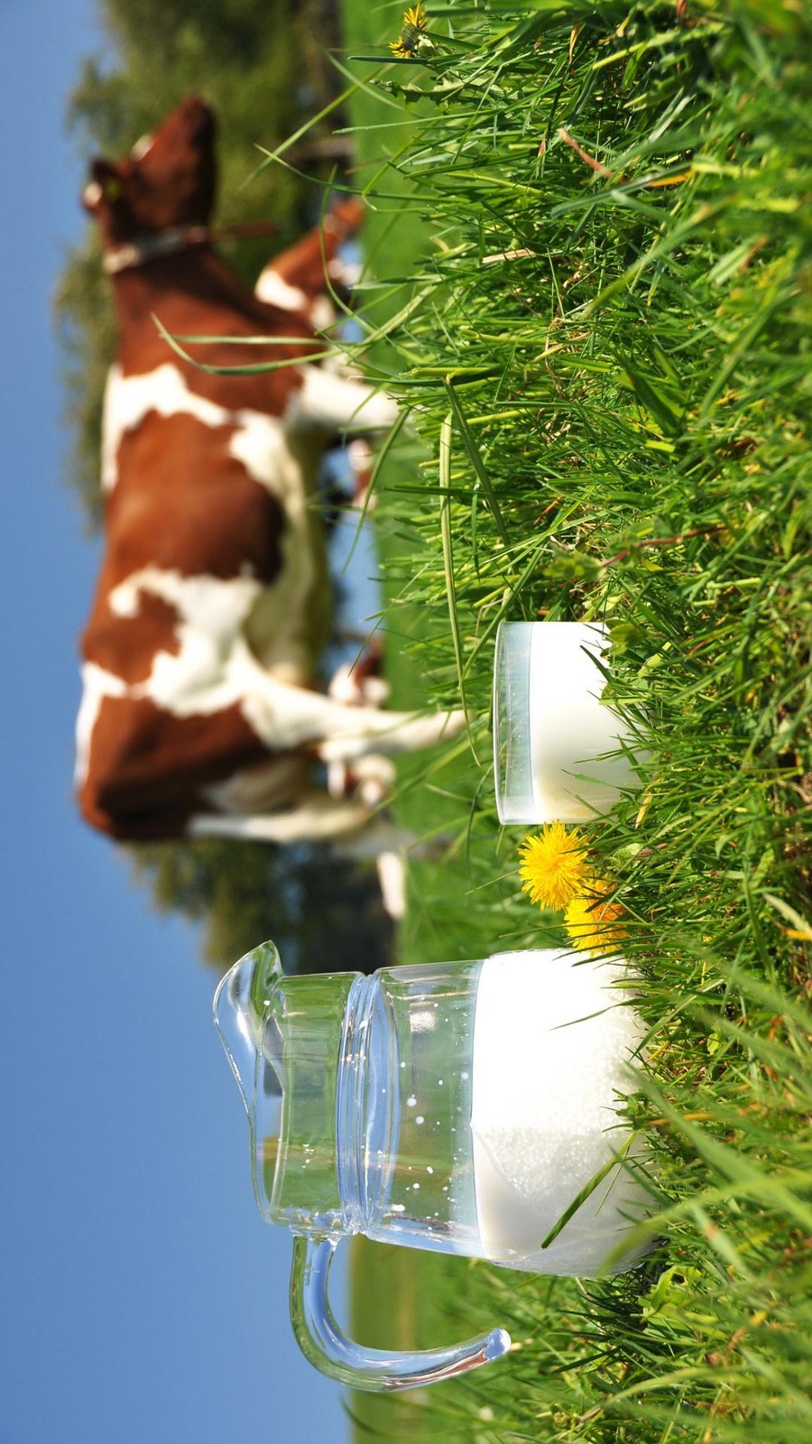 Dairy operation image 59